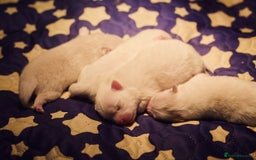 Pomeranian dogs for sale: Beautiful white teddy bear pomeranian puppies - Image 3