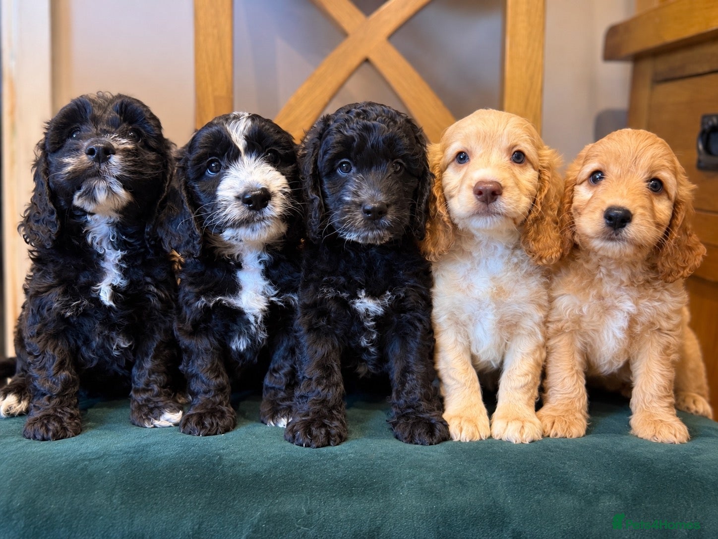 Cockapoo dogs  Girls Only from DNA Tested Parents  - Advert 1