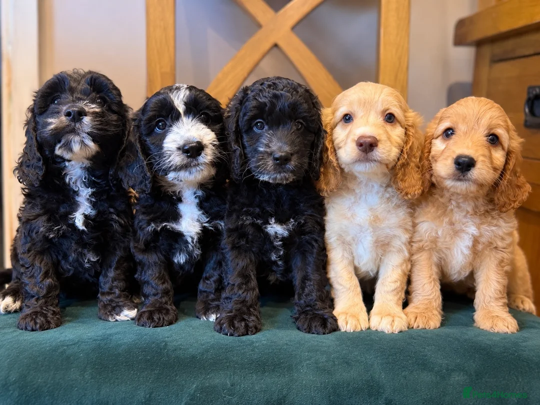 Cockapoo dogs for sale:  Girls Only from DNA Tested Parents  - Advert 1