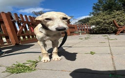Mixed Breed dogs for adoption: Meatball - Norwich Norfolk  - Image 4
