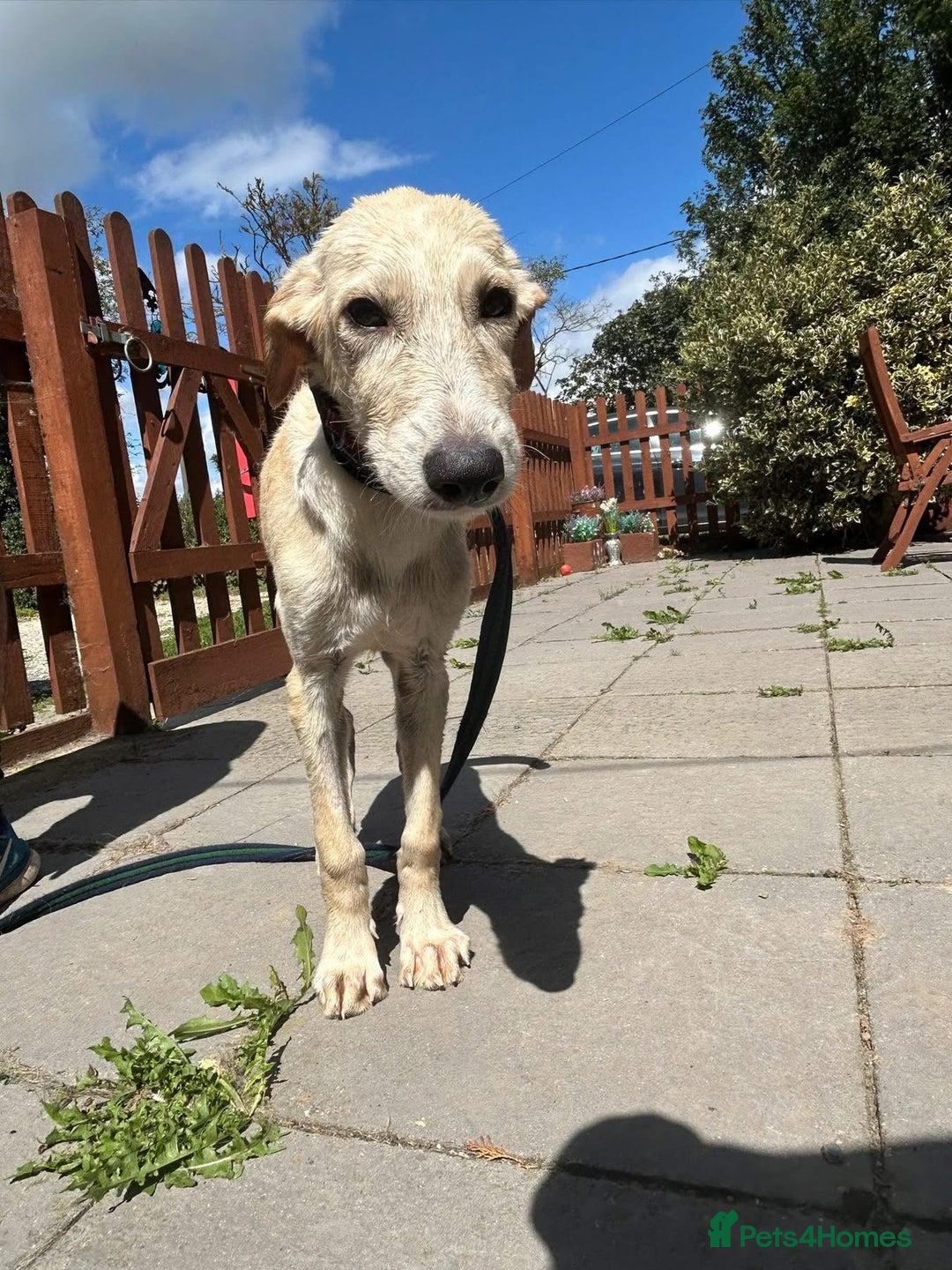 Mixed Breed dogs for adoption: Meatball - Norwich Norfolk  - Image 4