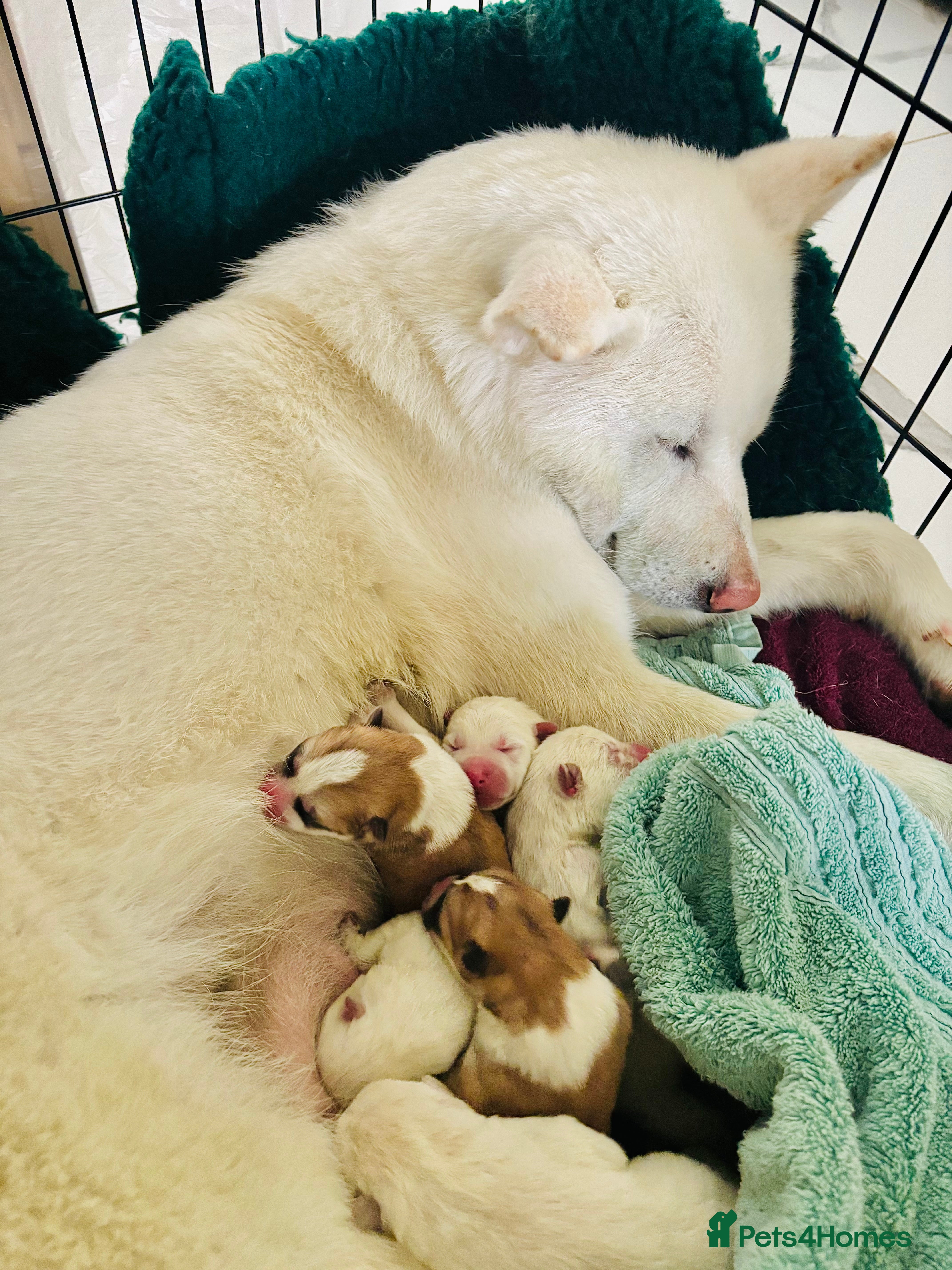 Japanese Akita Inu dogs Playful Pure Japanese Akita Inu Puppies - Advert 1