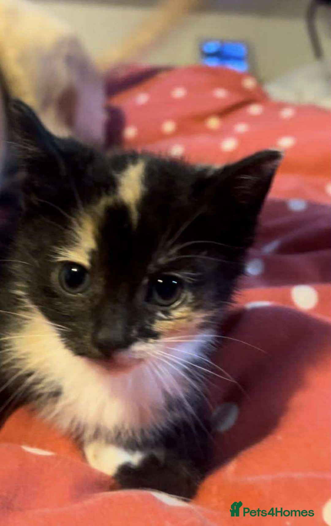 Mixed Breed cats for sale: Cute kittens used to dogs - Advert 3