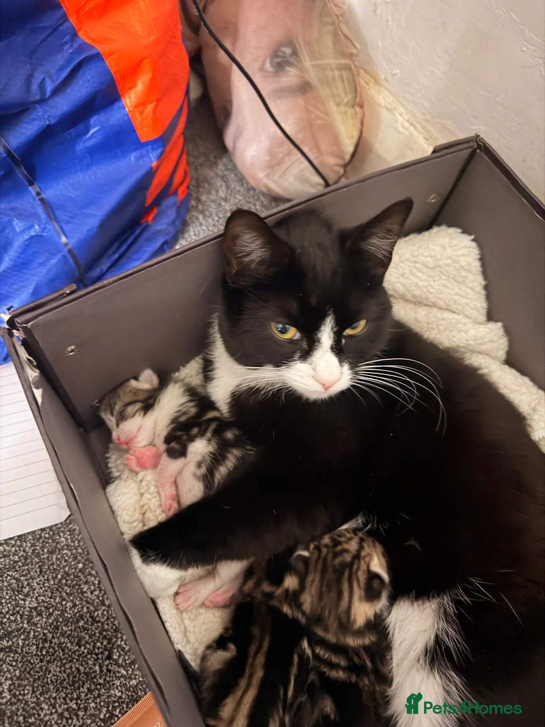 Mixed Breed cats for sale: Tabby Kittens £25 in Cheadle - Advert 2