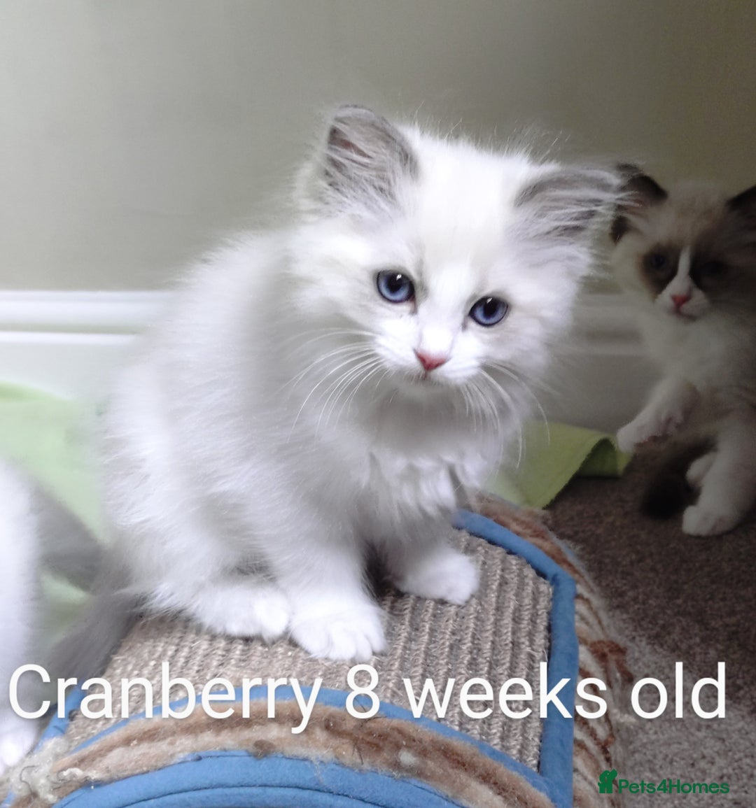 Ragdoll cats for sale: GCCF pedigree ragdoll kittens for sale £850 -£1100 - Image 26