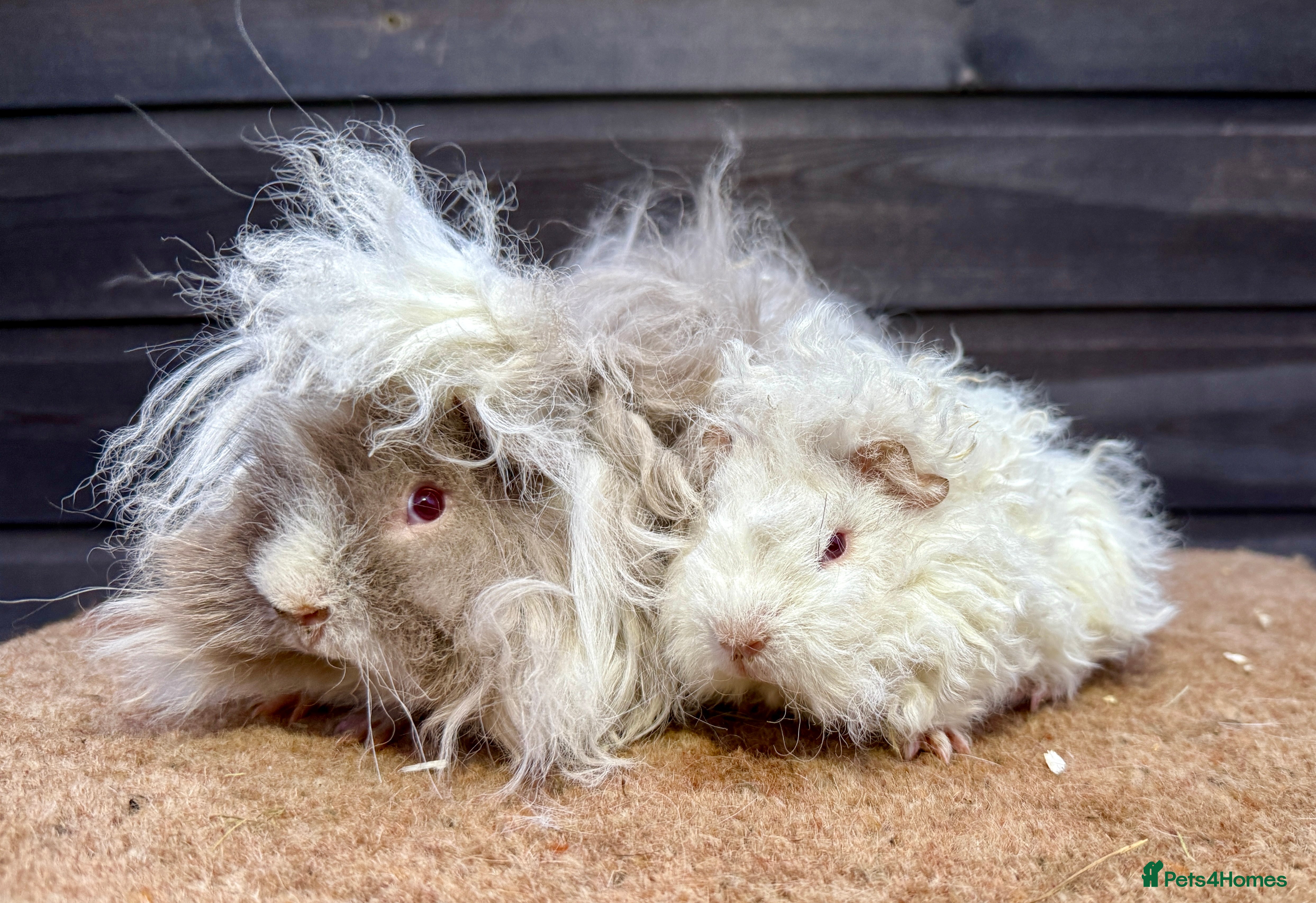 Guinea Pig rodents Tort & White / Lunkarya Boars - Advert 18