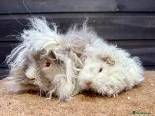 Guinea Pig rodents Tort & White / Lunkarya Boars - Advert 18