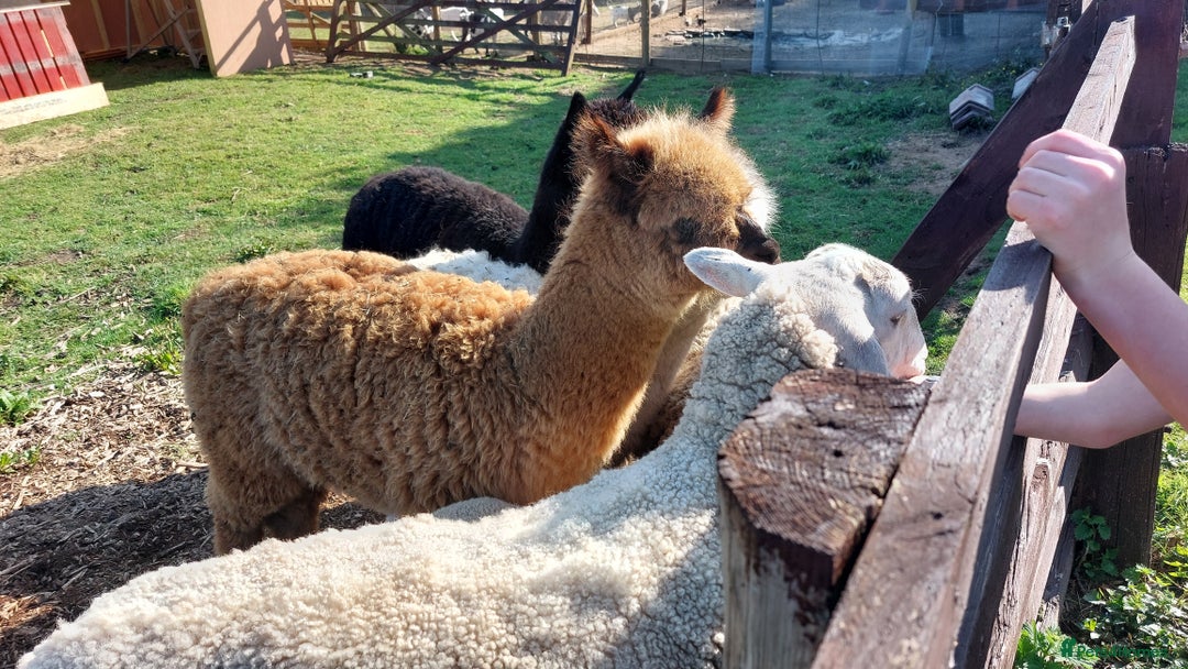 Alpaca livestock for sale: Alpacas 1 Male and 2 Female - Image 9