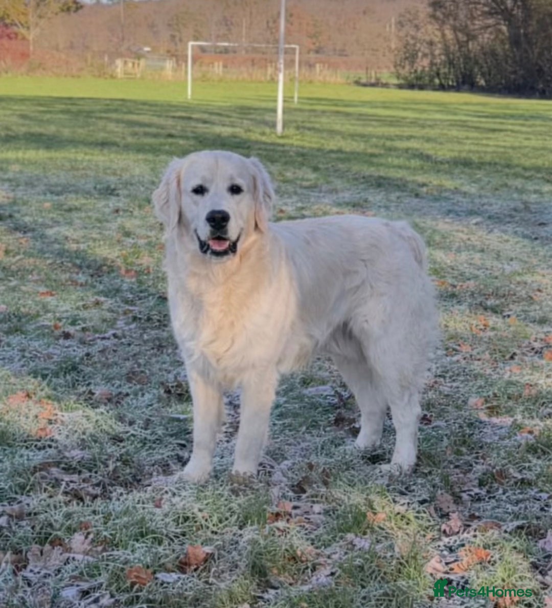 Golden Retriever dogs for stud: Bear -Now available for stud  - Advert 2