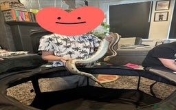 Snake reptiles for sale: Beautiful G-Stripe - Image 4