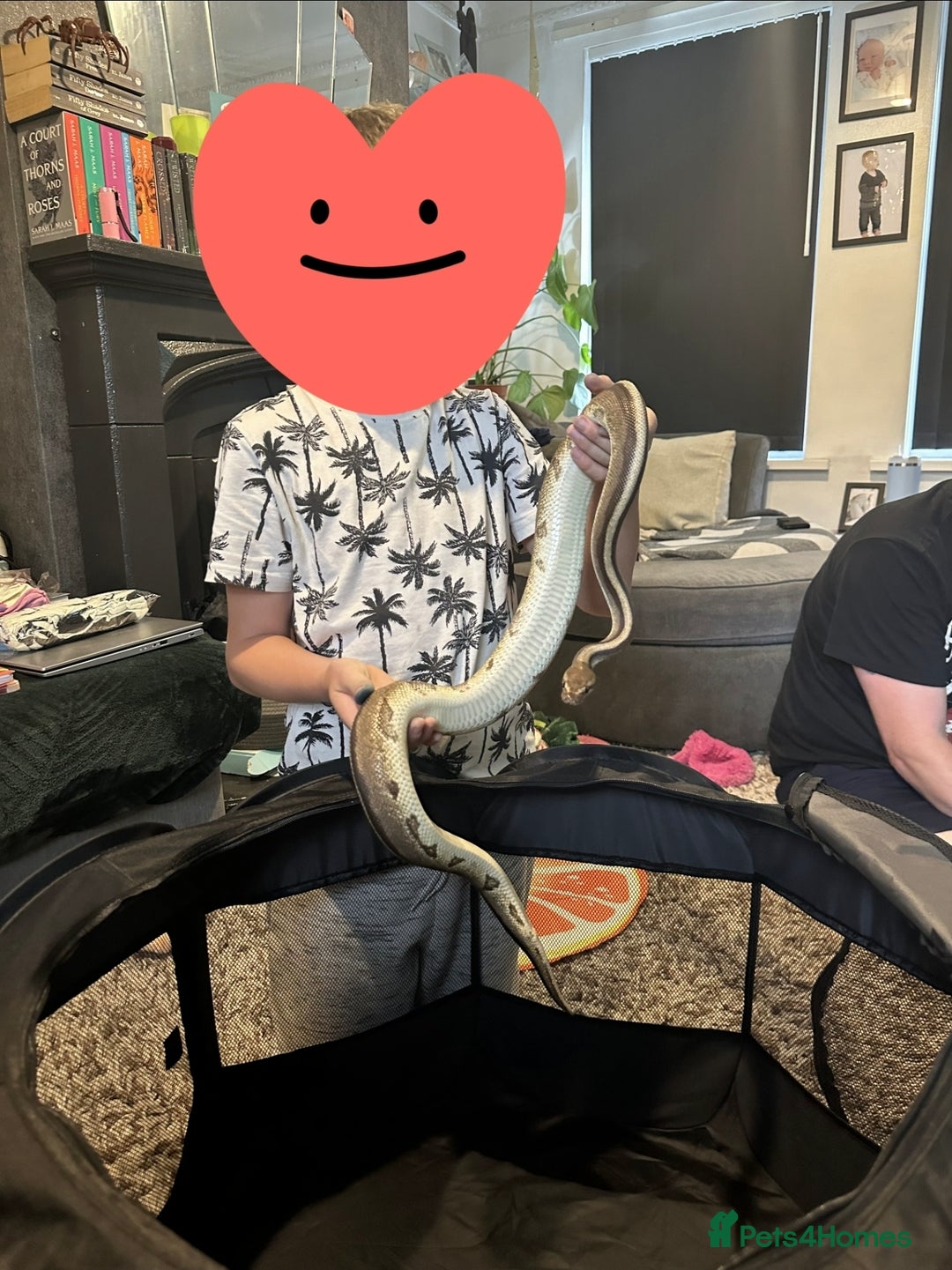Snake reptiles for sale: Beautiful G-Stripe - Image 4