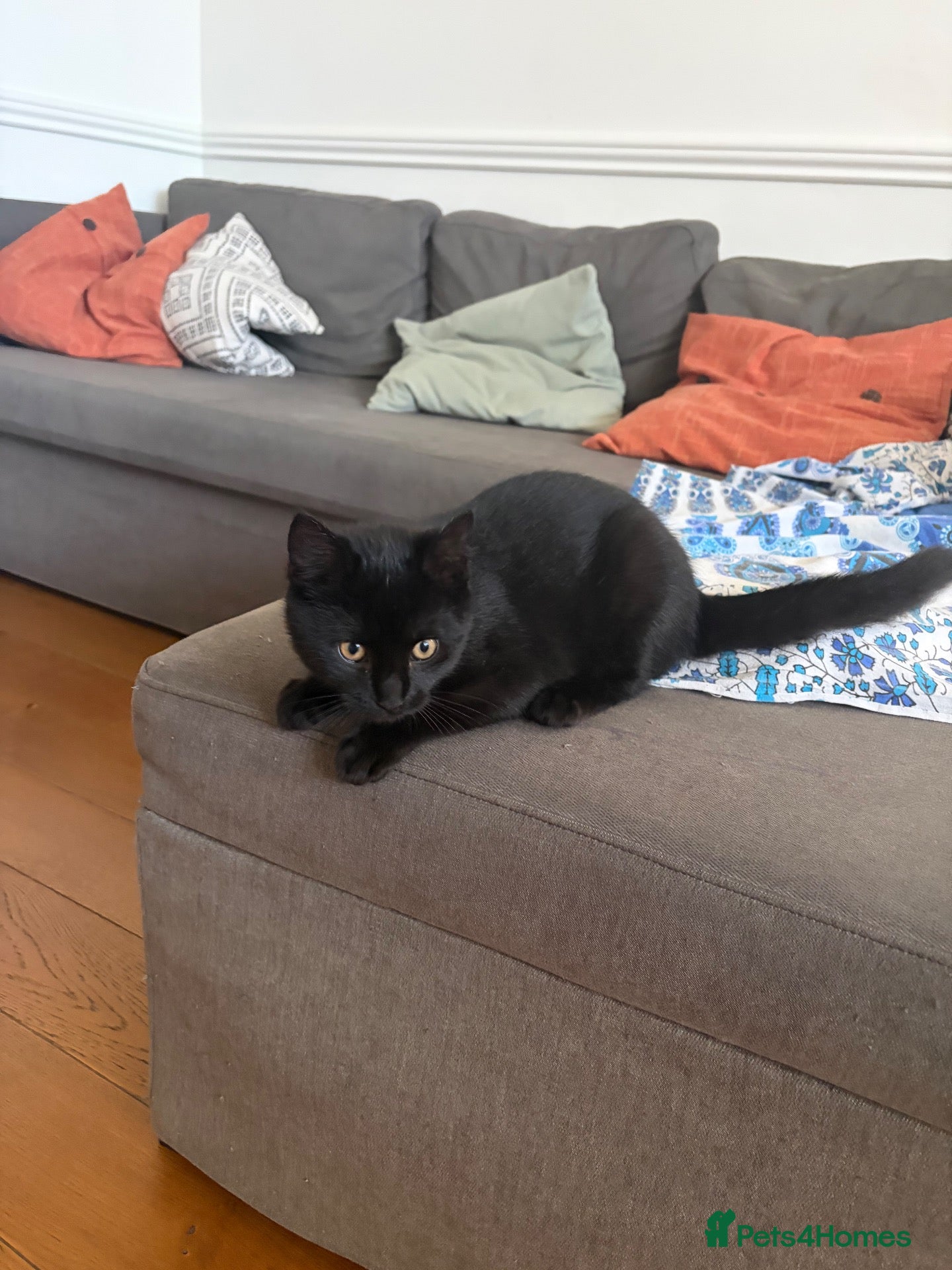 Mixed Breed cats for sale: Lovely kitten 🐈‍⬛  - Advert 7