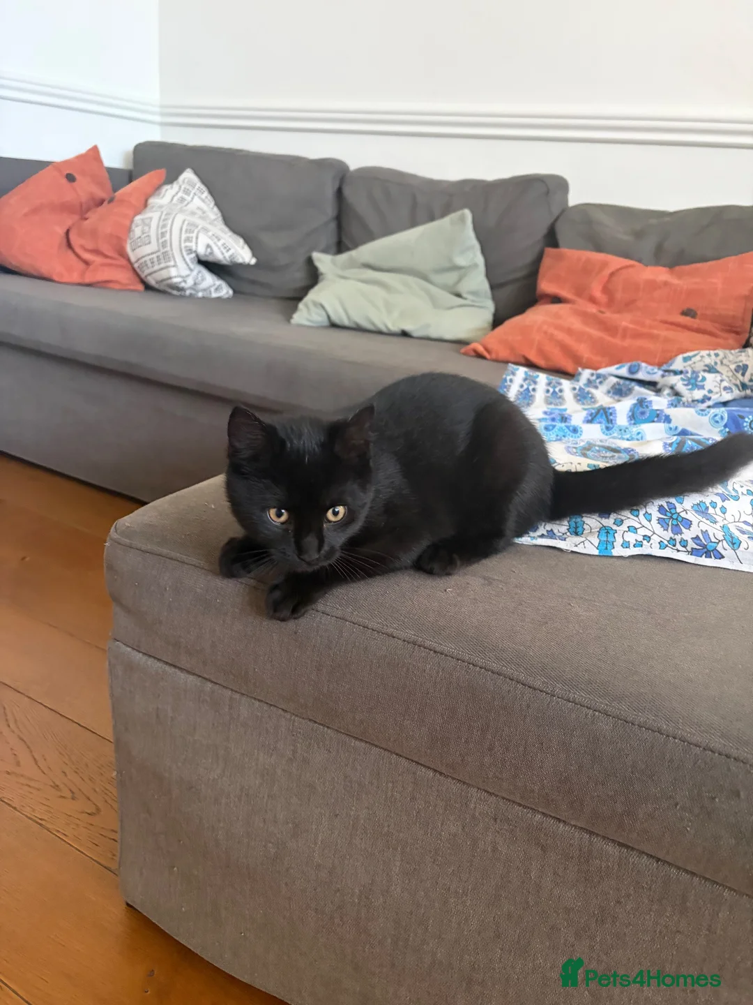 Mixed Breed cats for sale: Lovely kitten 🐈‍⬛  in Kidlington - Advert 1