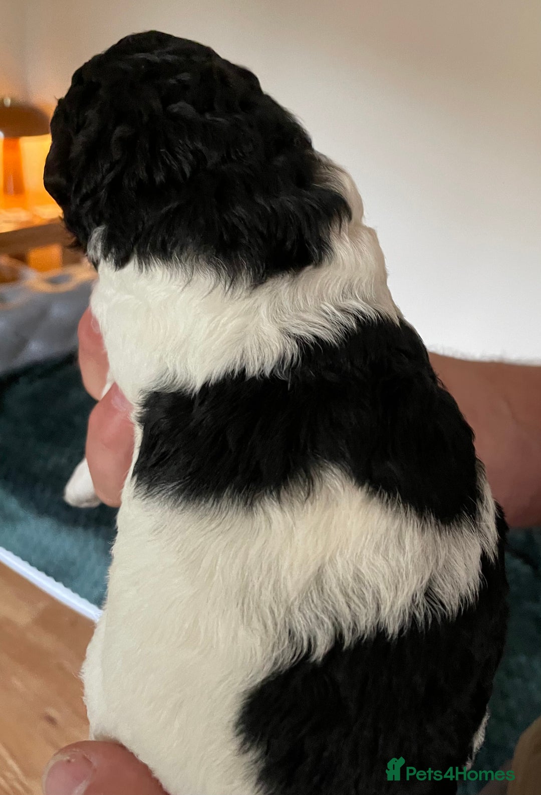 Saint Bernard dogs for sale: St Berdoodle (Saint Bernard standard Poodle) - Image 10