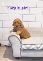 Cockapoo dogs F1 Cockapoo puppies - Advert 2