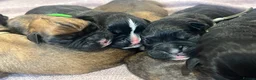 Boxer dogs for sale: 9 Beautiful Boxer puppies in Lewes - Advert 14