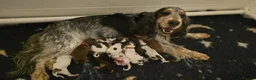 Cocker Spaniel dogs for sale: Show Cocker Spaniel Puppies Chocolate - Advert 4