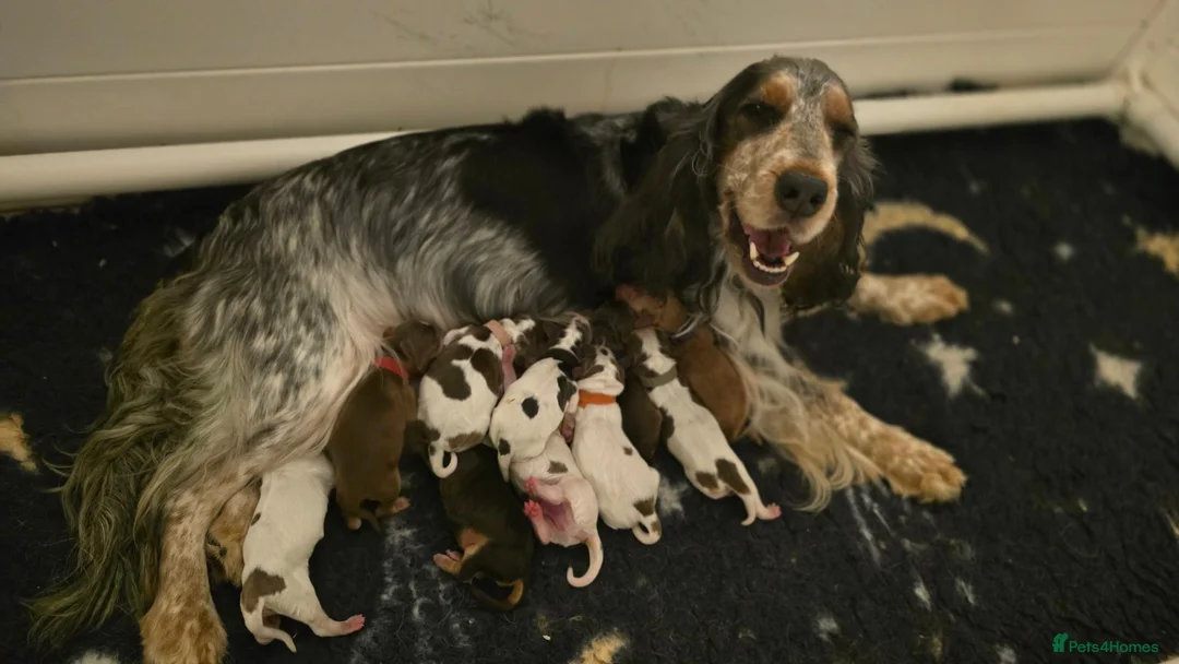 Cocker Spaniel dogs for sale: Show Cocker Spaniel Puppies Chocolate - Advert 4