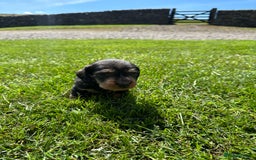 Dachshund dogs for sale: Working Wirehaired dachshund teckels puppies - Image 9
