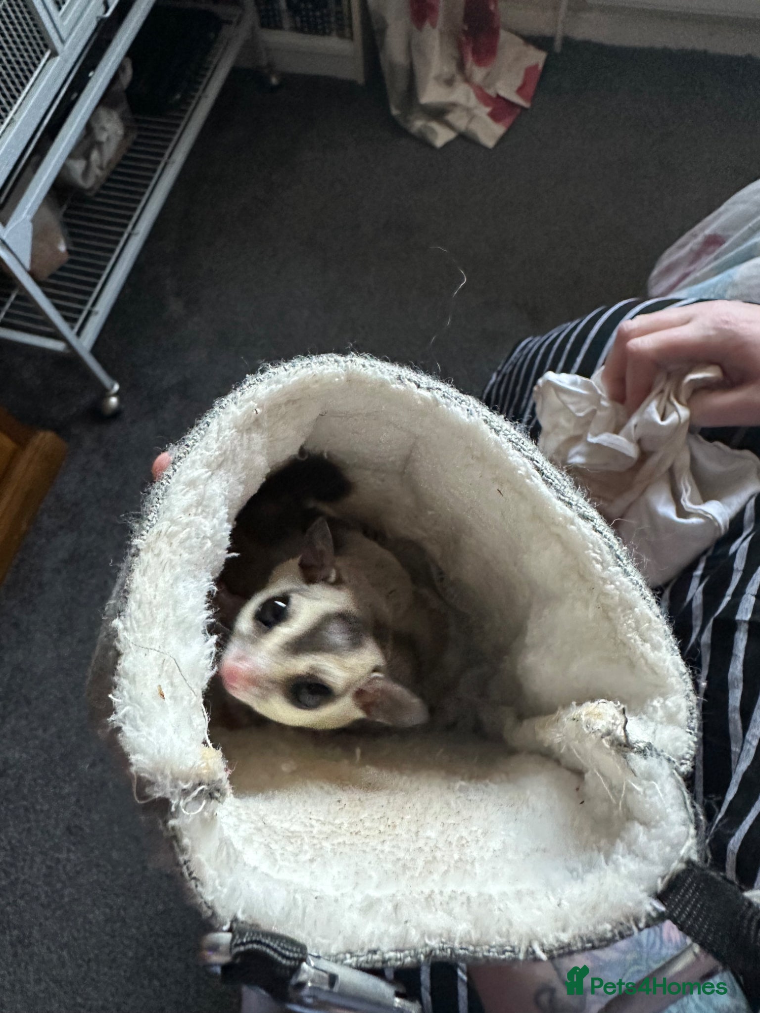 Sugar Glider rodents Pair of  sugar gliders  - Advert 2