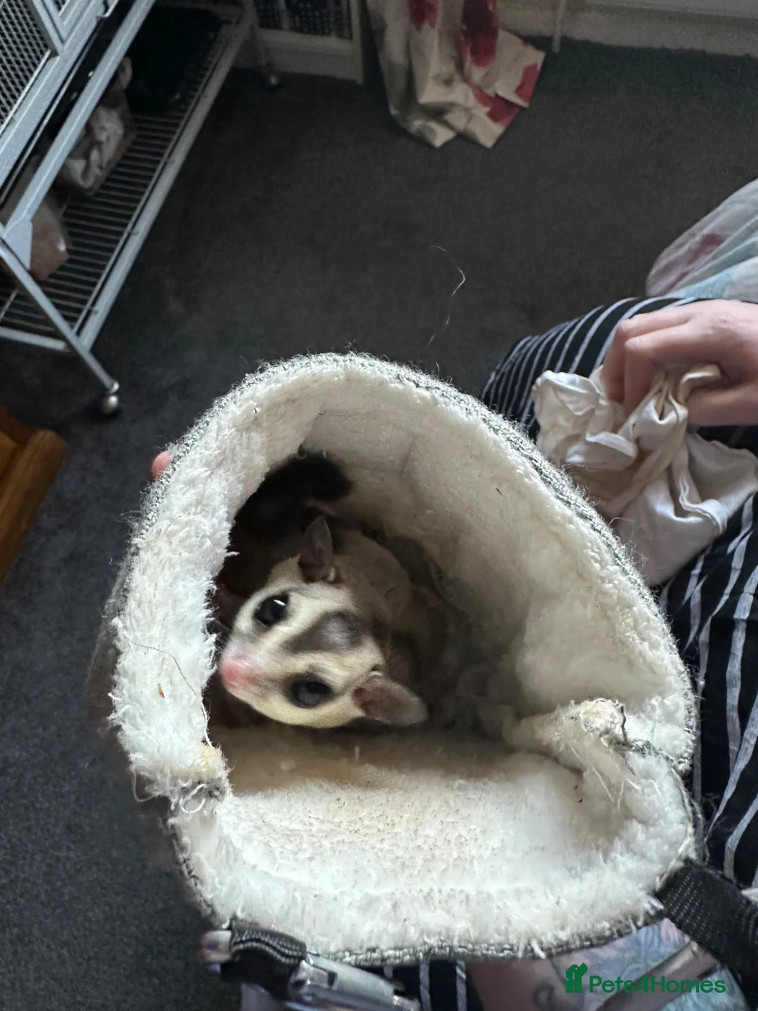 Sugar Glider rodents for sale: Pair of  sugar gliders  - Advert 2