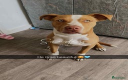 Mixed Breed dogs for sale: 10 month old American bulldog cross mastiff  - Image 1