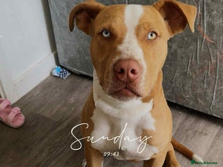 Mixed Breed dogs for sale - Advert 1