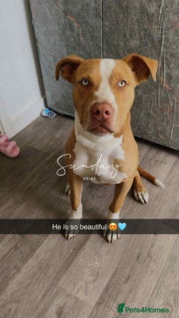 Mixed Breed dogs - Advert 1