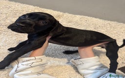Cane Corso dogs for sale: Beautiful Litter Of Cane Corso Puppys - Image 31