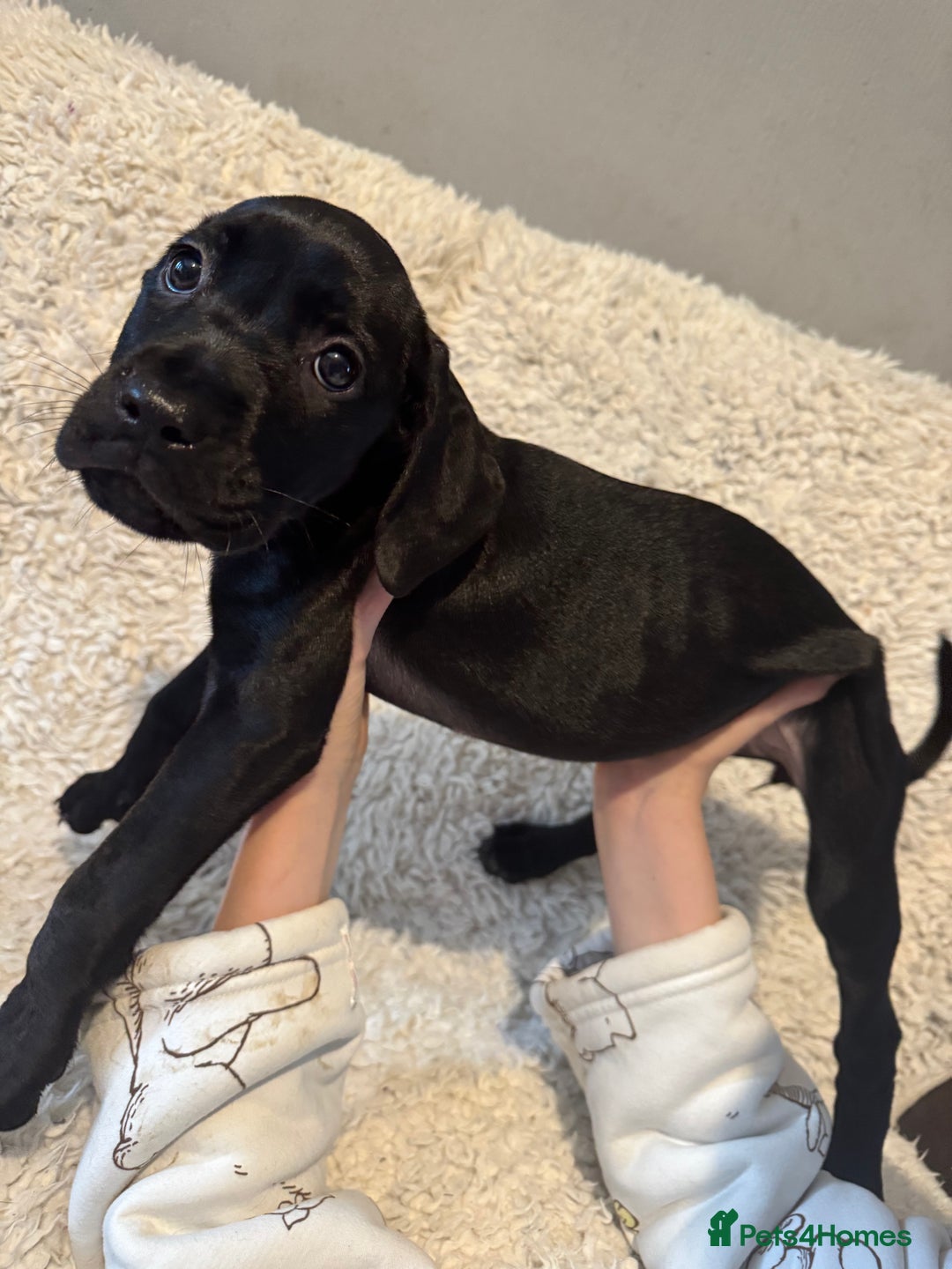 Cane Corso dogs for sale: Beautiful Litter Of Cane Corso Puppys - Image 31