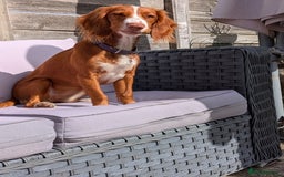 Cocker Spaniel dogs for sale: Working Cocker Spaniel 7 Months Old - Image 3
