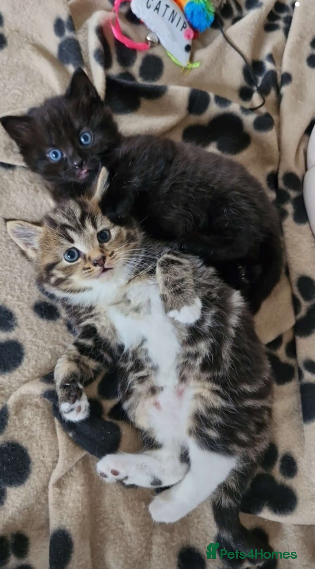 Mixed Breed cats for sale: 3 mixed tabby kittens. - Image 3