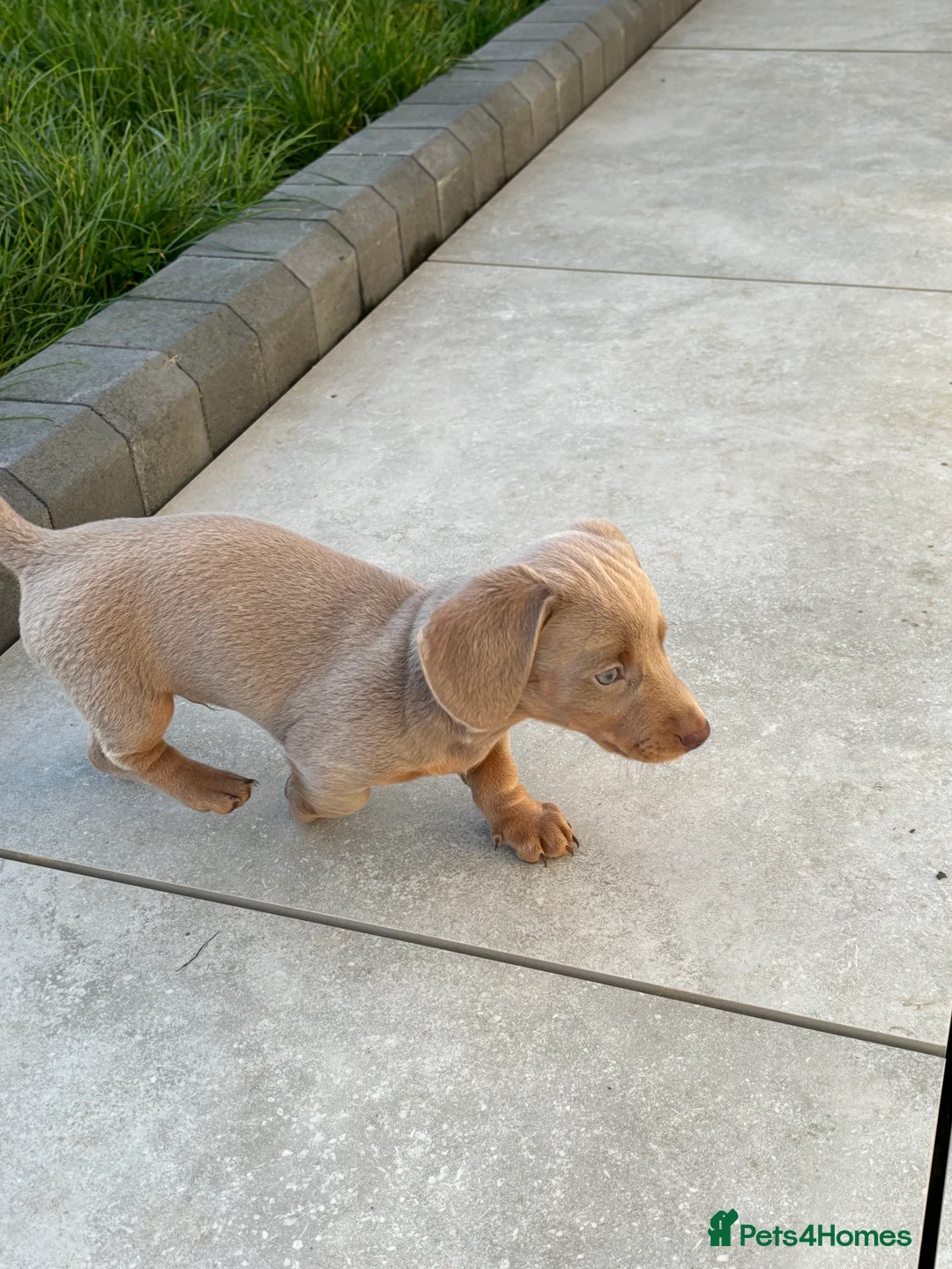 Dachshund dogs for sale: 5* MINI DACHSHUND PUPPY fully vaccinated.  - Advert 10