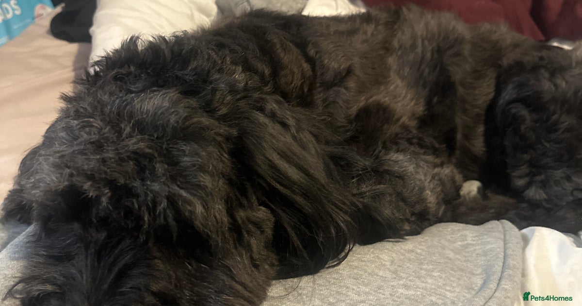 Female cockapoo for sale in London | Pets4Homes