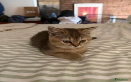 British Shorthair cats for sale: NY25 Golden British Shorthair kitten for sale.  - Image 2