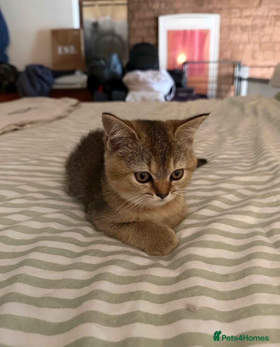 British Shorthair cats for sale: NY25 Golden British Shorthair kitten for sale.  - Image 2