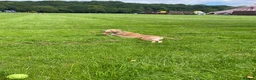 Lurcher dogs for sale: Mable - Advert 7
