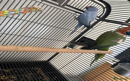 Ringnecks birds for sale: 2 Indian ring necks  - Image 2