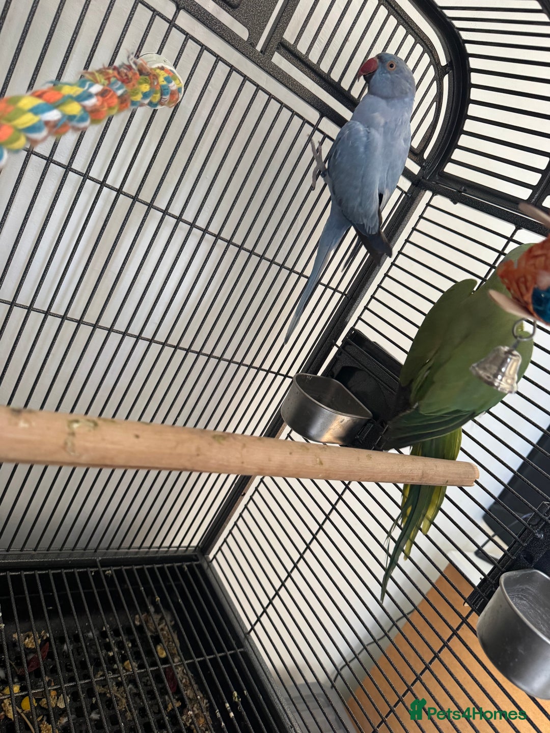 Ringnecks birds for sale: 2 Indian ring necks  - Image 2