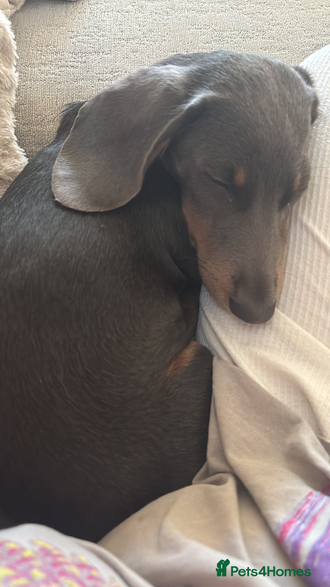 Miniature Dachshund dogs for sale: “Miniature dachshund”  - Advert 9