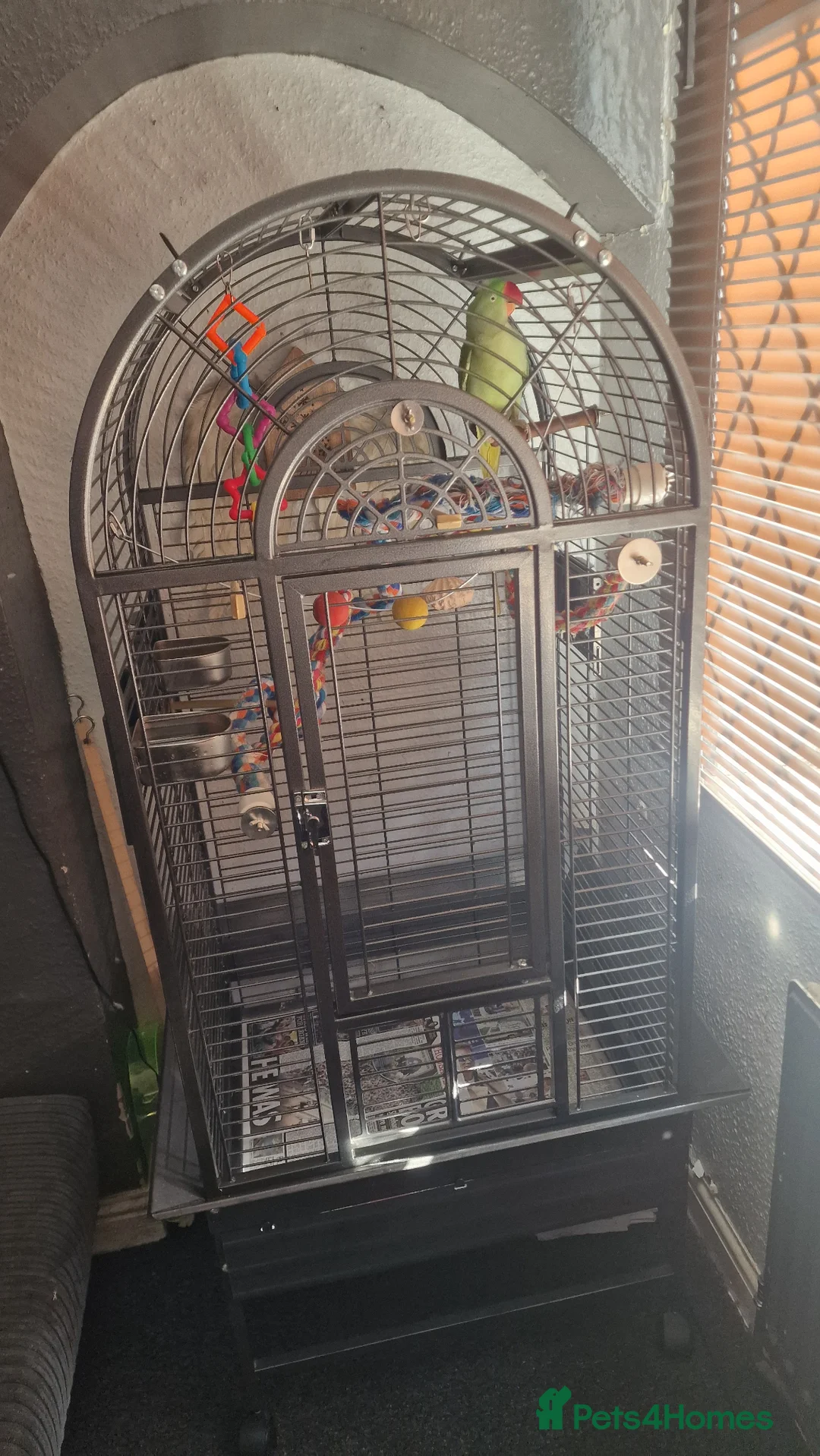 Parrots birds for sale: Boba the alexandrine in Nottingham - Advert 7