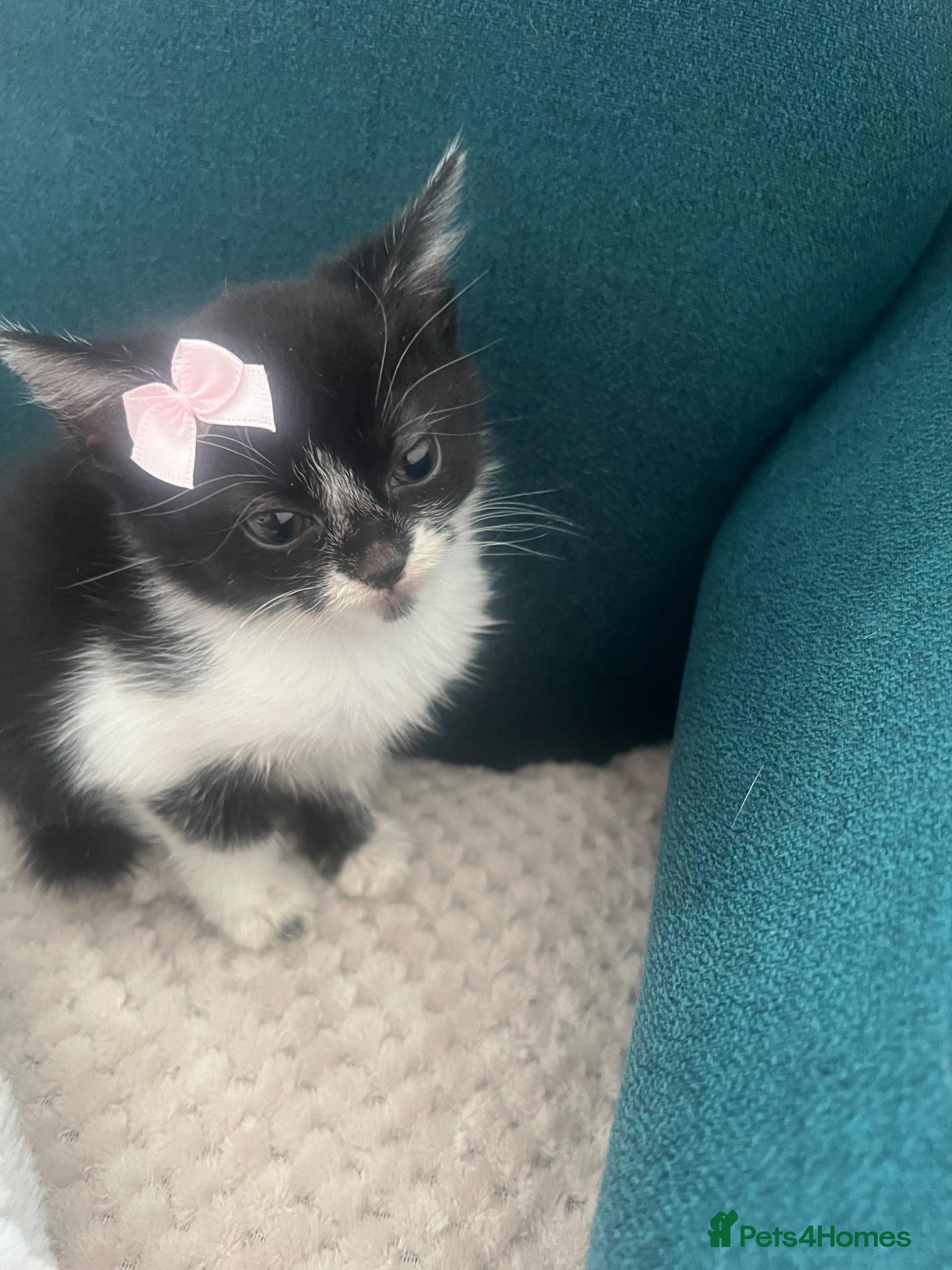Mixed Breed cats Beautiful kittens  - Advert 18