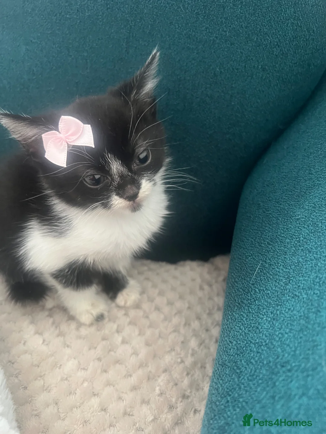 Mixed Breed cats for sale: Beautiful kittens  - Advert 2