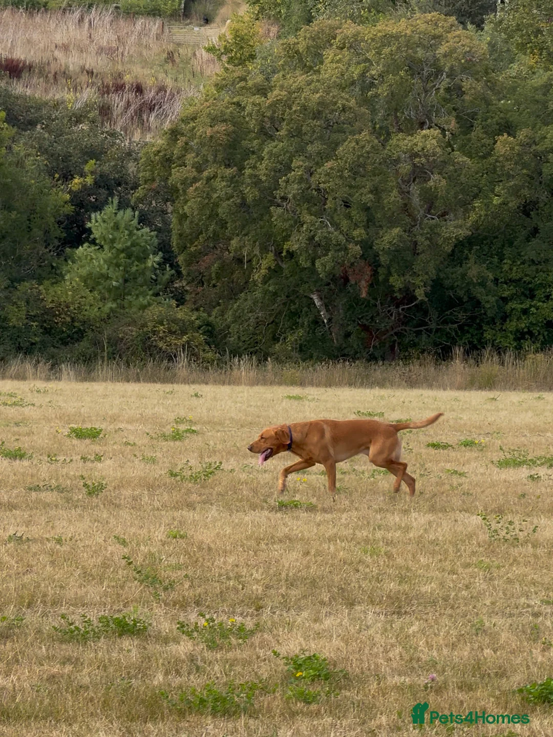Labrador Retriever dogs for stud: Pedigree KC Working Labrador Stud - Advert 4