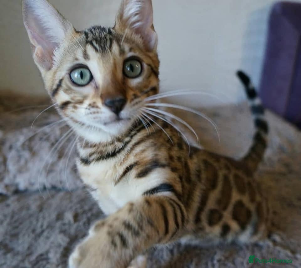 Bengal cats 💖💙 Gorgeous Bengal Kitten Ready For Thier Homes - Advert 1