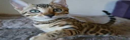 Bengal cats for sale: 💖💙 Gorgeous Bengal Kitten Ready For Thier Homes - Advert 1