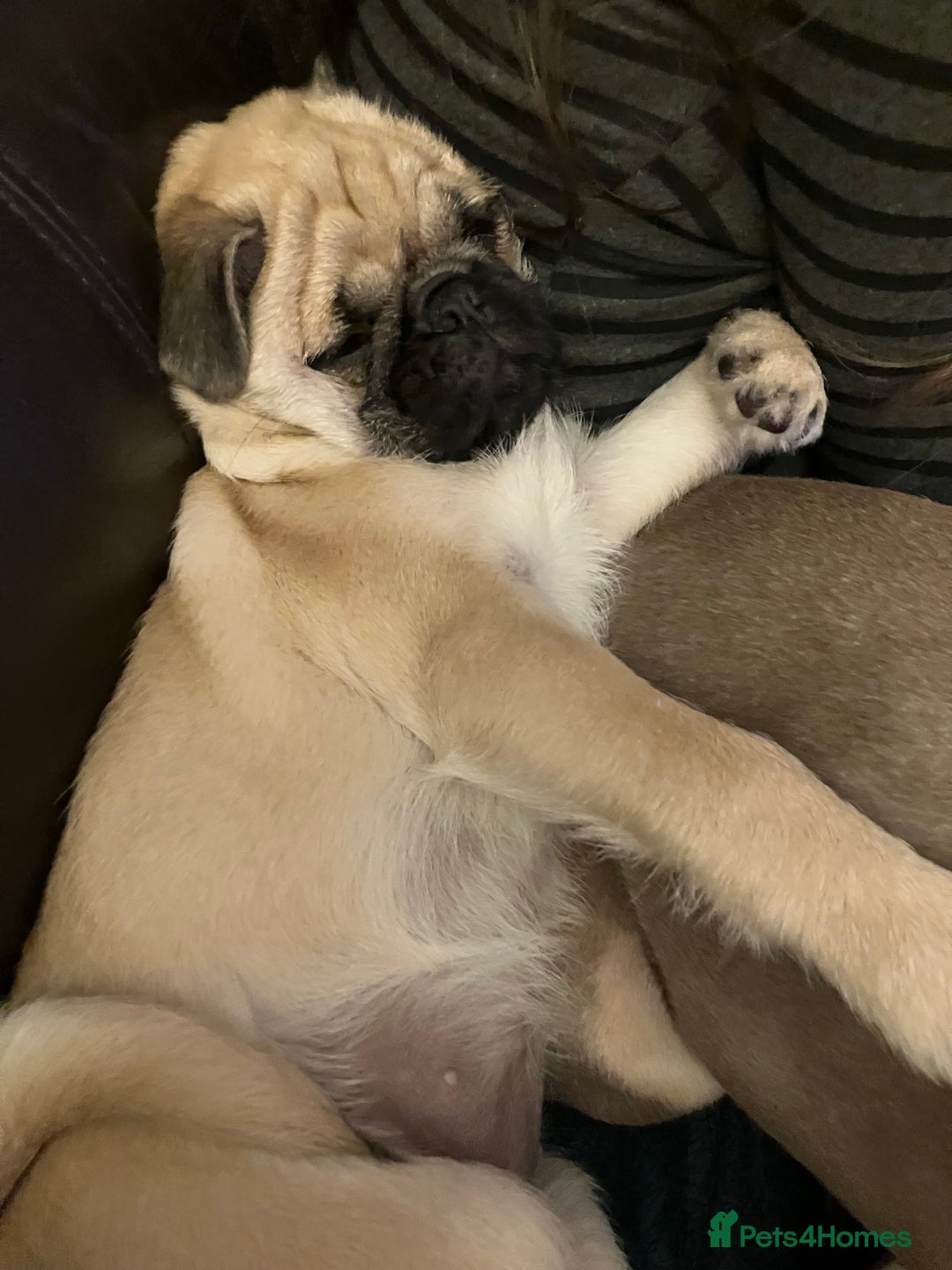 Pug dogs for sale: 4 month old pug girl - Advert 3