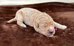 Double Doodle dogs for sale: Stunning Double Doodle Puppies  - Image 10