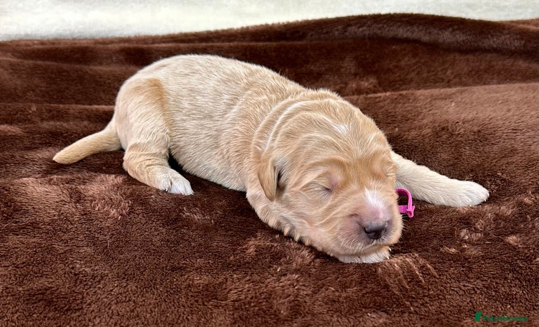 Double Doodle dogs for sale: Stunning Double Doodle Puppies  - Image 10
