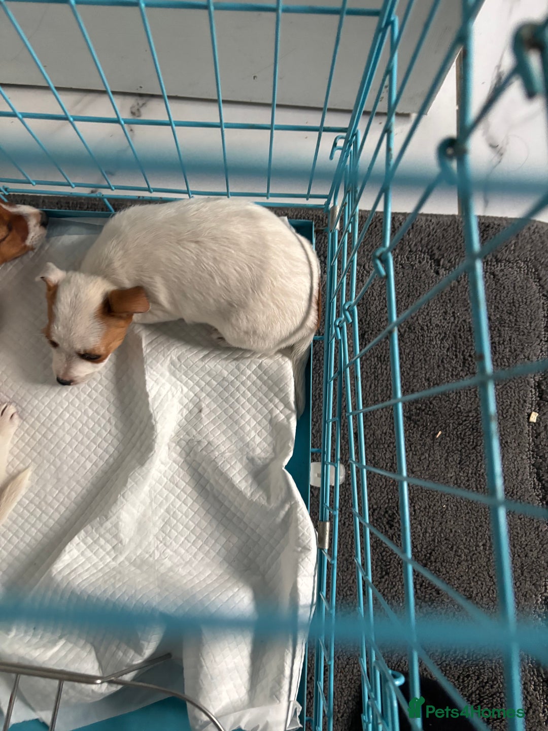 Jack Russell dogs for sale: Jack Russell bitch  - Advert 3